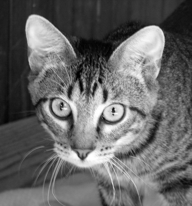 Photo 4 from COALITION FOR ANIMAL RESCUE AND EDUCATION